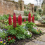 Set of 3 or 6 Lupin Legendary Red Hardy Perennial Plants, Summer Flowering, Bee Friendly Lupins, Outdoor Garden Ready, 1 Litre Root-Ball
