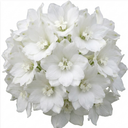 Delphinium Pacific Giants Galahad Plants (Set of 3 or 6)