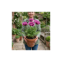 Papaver Orientale Waltzing Mathilde Plant (3L Pot)