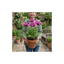1 Papaver Orientale Waltzing Mathilde, Summer Flowering Hardy Perennial Poppy Plant, 3 Litre Root Ball