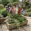 Set of 3 or 6 Large, Garden Ready Plants - Sweet Pea Mammoth Mix, 10.5 cm Rootballs