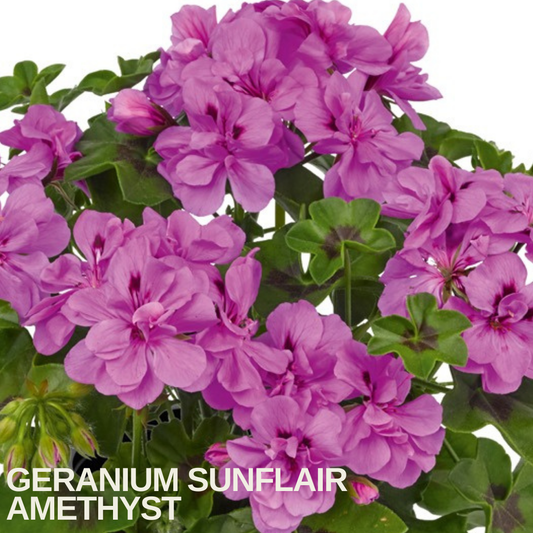 Mound of trailing geranium with lilac-mauve flowers and darker veining, caption text overlaid