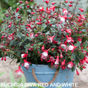 Fuchsia Diva Red & White Plants (Set of 3 or 6)