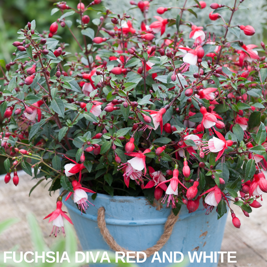 Compact fuchsia in a blue rope-handled pot covered in red and white bell flowers, caption text overlaid