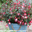 Set of 3 or 6 Large Plants - Fuchsia Diva Red & White, Ready to Plant in Your Garden