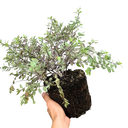 Pittosporum Pom Pom Plant (3L Pot)