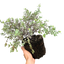 1 Large Plant - Pittosporum Pom Pom, Ready to Plant in Your Garden, 3L Pot