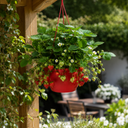 Strawberry Toscana Plants