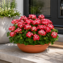 Geranium Summer Twist Red White Plant