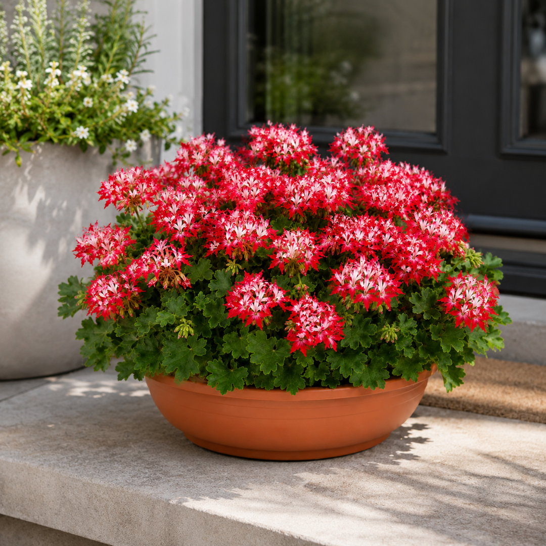 Geranium Summer Twist Red White (Pelargonium) – Zonal Summer Bedding (21cm Pot)