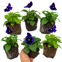 Pansy Delta Pro Neon Violet Plants (Set of 3 or 6)