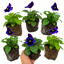 Set of 3 or 6 Large Plants - Pansy Delta Pro Neon Violet, Ready to Plant in Your Garden