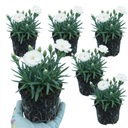 Dianthus Oscar White Plants (Set of 3 or 6)