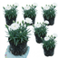 Set of 3 or 6 Large Plants - Dianthus Oscar White, Outdoor Garden Ready