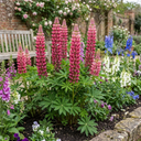 Lupin Legendary Rose Plants (Set of 3 or 6)