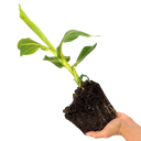 Canna Tropicanna Gold Plants