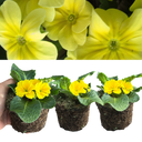 Primrose Yellow Plant