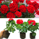 Geranium Toscana Mylena Plants (Set of 3 or 6)