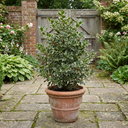 Ilex Argentea Marginata Silver Variegated Holly Plants