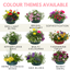 7 Colour Coordinated Plants - Bridal Bouquet Theme Speedplanter, Garden Ready