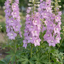 Delphinium Lilac Rose White Bee Plants (Set of 3 or 6)