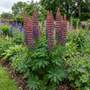 Lupin Persian Slipper Flower Plants