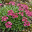 Set of 3 or 6 Large Plants - Arabis Aubris Deep Rose, Ready to Plant in Your Garden, 1L