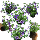 Calibrachoa Bumble Bee Blue Plants (Set of 3 or 6)