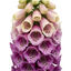 3 Foxglove Excelsior Hybrids Plants, Hardy Cottage Garden Perennial, Bee Friendly, 11cm Root-Ball