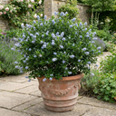 Ceanothus Cool Blue Plants