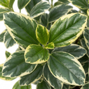Ceanothus Cool Blue Plants