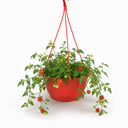 Tumbling Tom Red Trailing Tomato Plants
