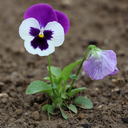 Pansy Delta Pro Violet & White Plants (Set of 3 or 6)