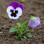 Set of 3 or 6 Large Plants - Pansy Delta Pro Violet & White, Ready to Plant in Your Garden