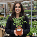 Sweet Million Cherry Tomato Plants