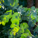 Eucalyptus Gunnii Plant