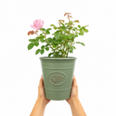 3Ltr Pink Patio Rose Bush, Outdoor Garden Ready, Pots