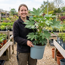 Fatsia Japonica Japanese Aralia Plants