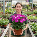 Senetti Pericallis Pop Magenta Plants