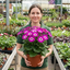 1 Senetti Pericallis Pop Magenta Live Plant, Outdoor Summer Bedding Flowers, 17cm Root-Ball