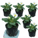 Primrose Queen White Plants (Set of 3 or 6)