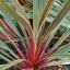 Cordyline Magic Star