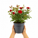 3Ltr Red Patio Rose Plant in Nursery Pot, Outdoor Pots