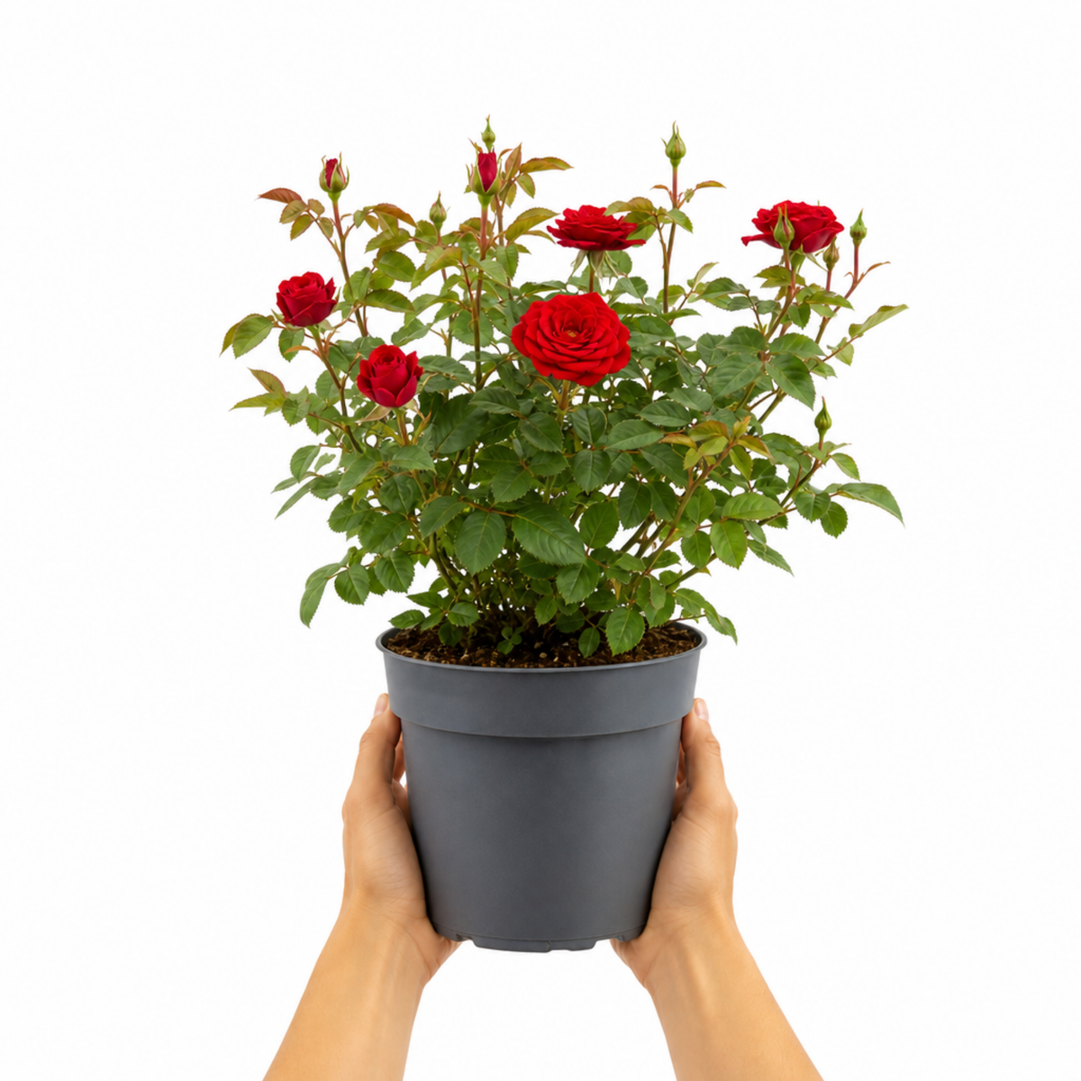 Patio Rose, Red – Compact Repeat Flowering Rose (3L Pot)