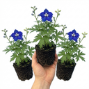 Delphinium Pacific Giants Blue Bird Plants (Set of 3 or 6)