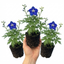 Set of 3 or 6 Delphinium Pacific Giants Blue Bird Hardy Perennial Plants, Tall Cottage Garden Flowers, Outdoor Garden Ready, 1 Litre Root-Ball