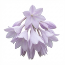 Atlantis Plantain Lily Plants (Set of 3 or 6)