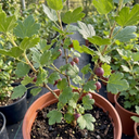 Gooseberry Murcurines Plants