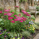 Achillea Millefolium Cerise Queen Plants (Set of 3 or 6)