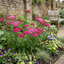 Set of 3 or 6 Achillea Millefolium Cerise Queen Plants, Hardy Pink Yarrow, Summer Flowering Perennial, Outdoor Garden Ready, 1 Litre / 11cm Root-Ball